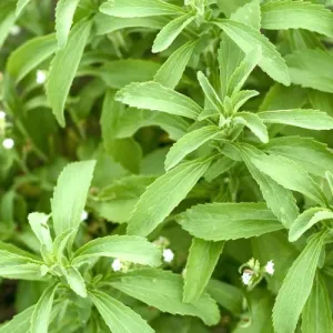 Candy Stevia Seeds