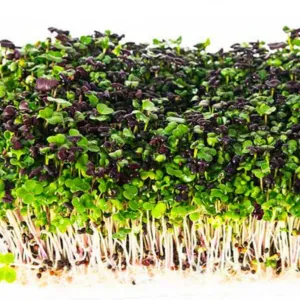 Microgreen/Sprouting Seeds - Asian Green Mix