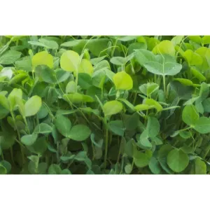 Microgreen/Sprouting Seeds - Snow Pea Oregon Sugar Pod